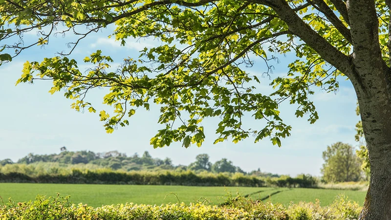 Eine gr&uuml;ne Wiese und ein Laubbaum im Vordergrund