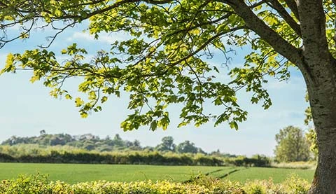Ein gr&uuml;ner Laubbaum im Vordergrund und im Hintergrund ein gr&uuml;nes Feld und ein Wald