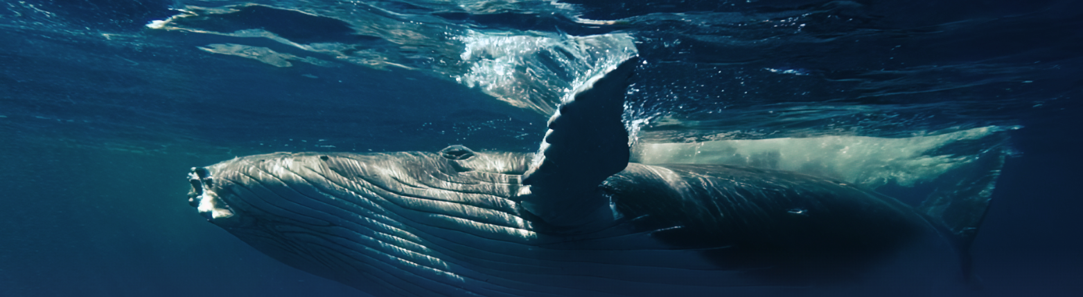 Whale swimming beneath the ocean surface.