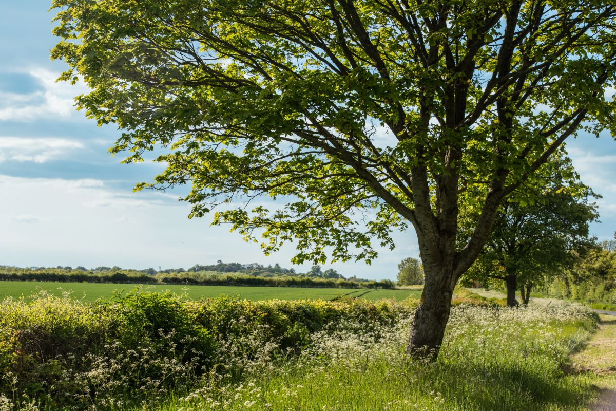 A tree grows in green meadow during spring in the United Kingdom