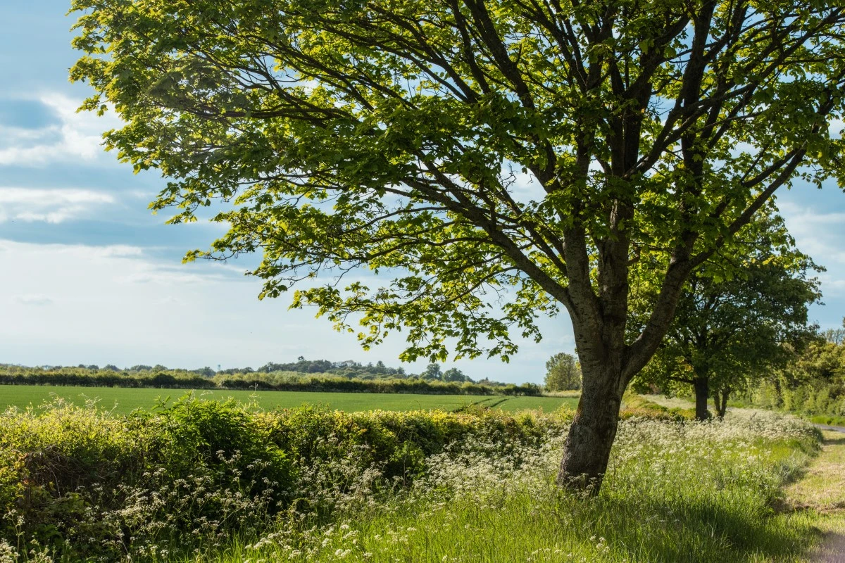 A tree grows in green meadow during spring in the United Kingdom