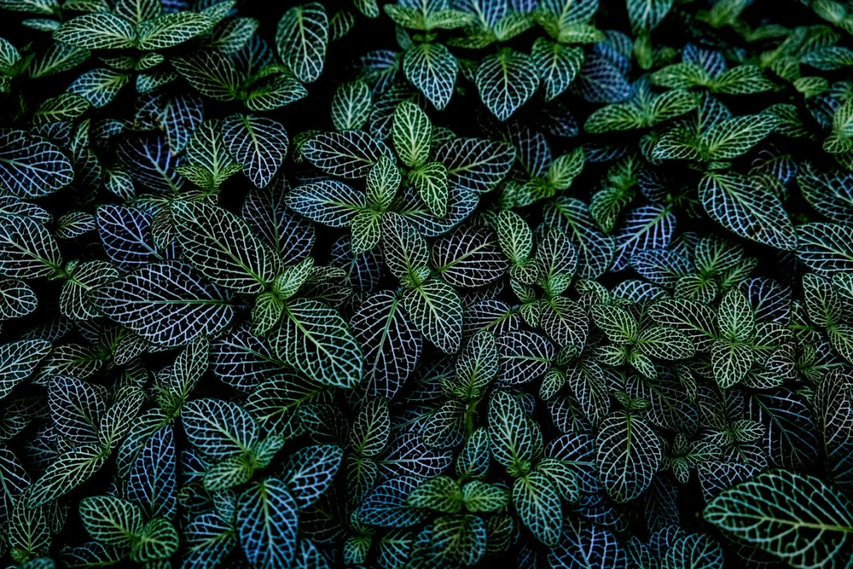 Lush wall of dark green leaves seemingly very healthy