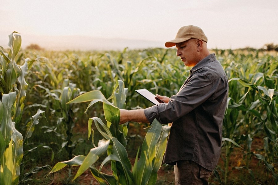A man in a field of corn inspects the leaves of one of his corn plans. He holds a tablet in his hand