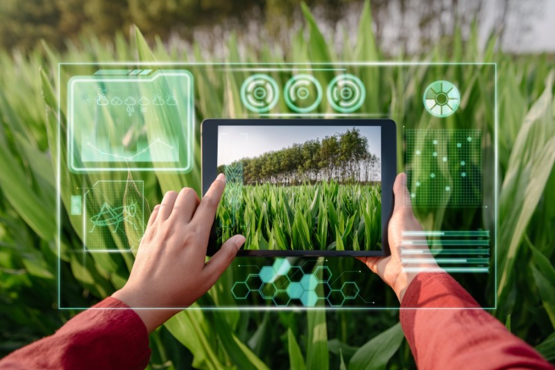 Farmer woman using digital tablet with virtual reality artificial intelligence for analyzing plant disease in corn agriculture fields