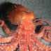 Oktopus Oktopus
