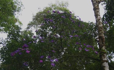 rainforest canopy