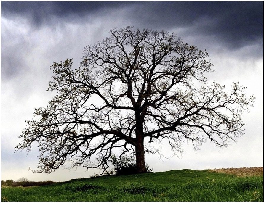 Photo of a random tree