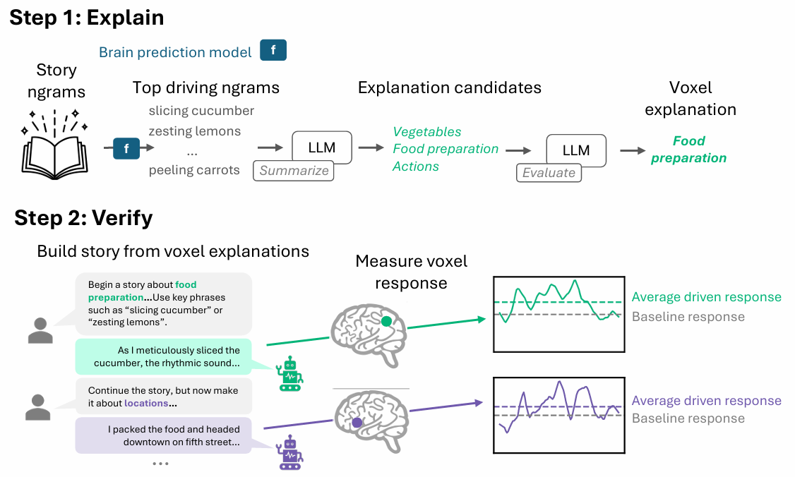 Figure 1: Diagram showing a 2-step process. At the top, in the first step a pipeline of arrows shows the progression from story ngrams to a voxel explanation that reads “Food preparation”. The bottom shows the second step with an AI chat and images of brain regions and line plots of their responses.